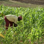 Ghana_farmer harvests maize