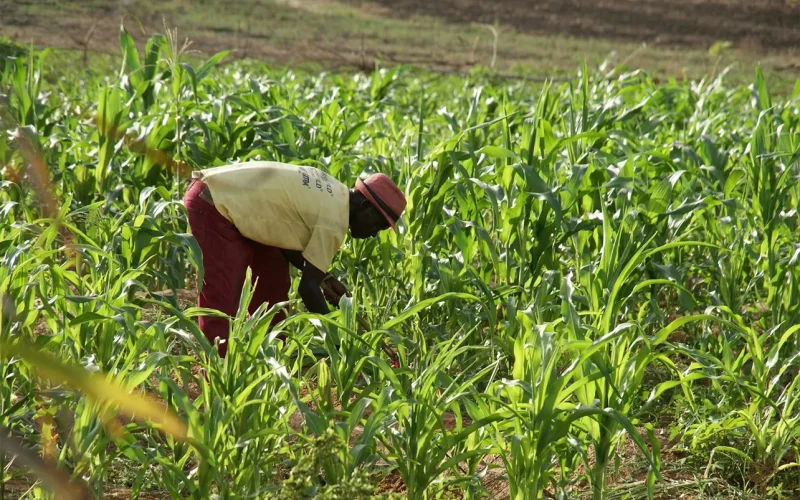 What Ghana’s small businesses can teach the world about becoming more sustainable