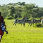 Maasai_Zebras