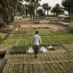 Urban farms
