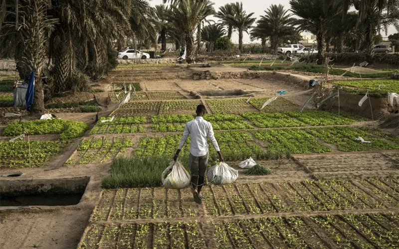 Urban food gardens produce more than vegetables, they create bonds for young Capetonians – study