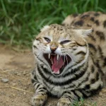 Global trade in wild animals is soaring – South Africa’s laws aren’t doing enough to prevent harm black-footed cat