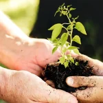 farming_planting