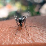 mosquito