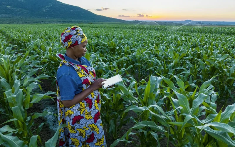 Kenya’s farmers have lots of digital tools to help boost productivity – how they can be made more effective