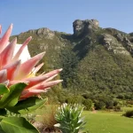 South Africa’s famous fynbos must be preserved – but burning invasive plants on site isn’t the best strategy CPT_Kirstenbosch