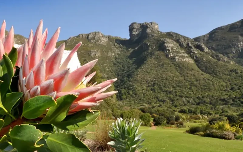 South Africa’s famous fynbos must be preserved – but burning invasive plants on site isn’t the best strategy