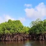 Green skills to help nature repair itself are scarce: what we’re doing to train more experts in South Africa and Senegal Kenya_mangrove forests