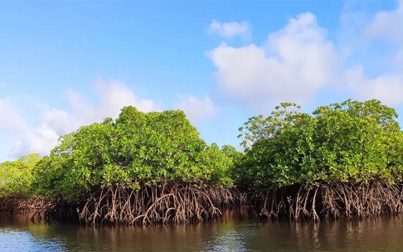 Green skills to help nature repair itself are scarce: what we’re doing to train more experts in South Africa and Senegal