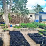 Kenya’s goal to plant 15 billion trees should include farmers – study shows they are keen Kenya_tree_planting_project