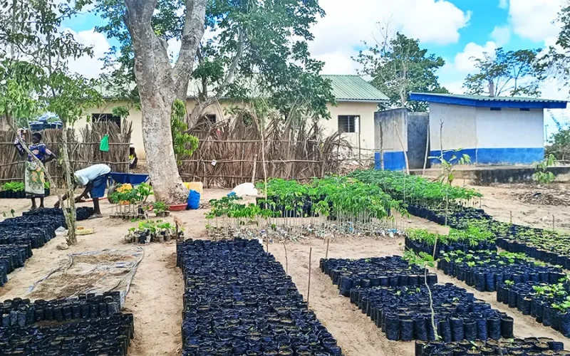 Kenya’s goal to plant 15 billion trees should include farmers – study shows they are keen