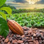 Nigeria_Cocoa_farmers
