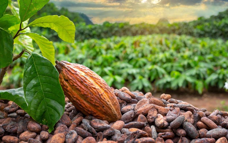 With surging prices, cocoa is fast becoming a sweet opportunity for Nigeria’s farmers and investors