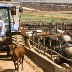 SA_cattle_farming