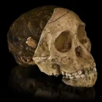 Taung Child skull