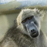 baboon