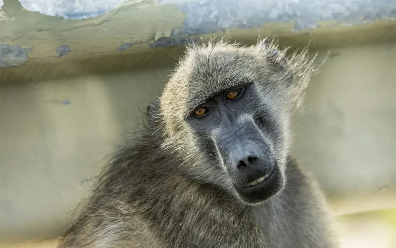 Baboons and human fear: a deep history behind the cruel attacks in South Africa
