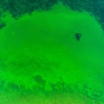cyanobacterial harmful algal blooms