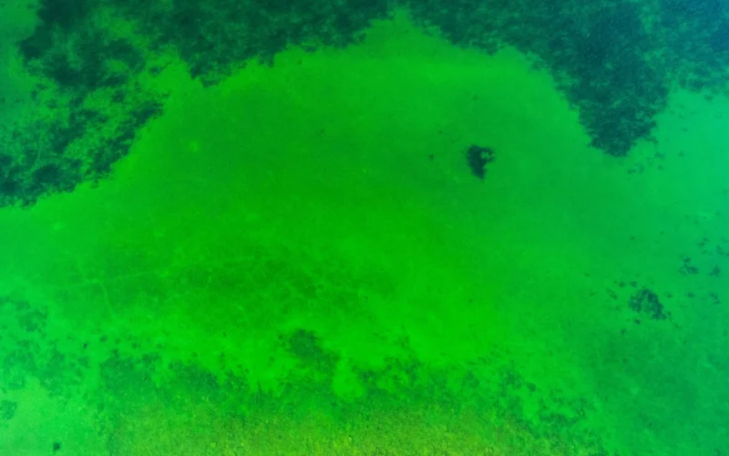Lake Victoria is turning green – the deadly bacteria behind it