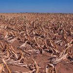 drought