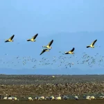 migratory birds_Bontioli reserve_Burkina Faso