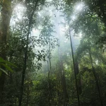 Baka people Forest