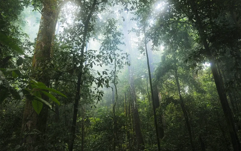 Cameroon’s Baka people say they are part of the forest: that’s why they look after it