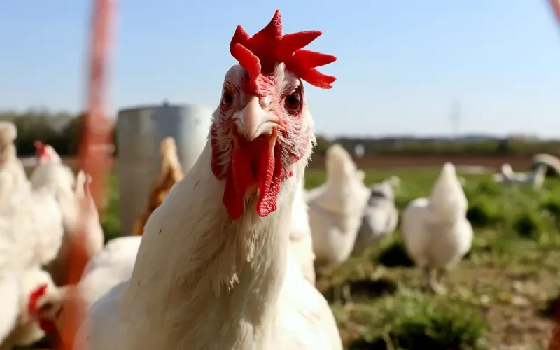 High soybean prices in Zambia and Malawi may make chicken costly too: lack of competition is to blame