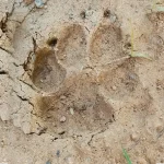 Hyena_paw print_representative