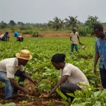 Ghana needs more young farmers, but does climate change put them off? Study shows surprising results Leonardo_Kino_XL_Young_Ghanaians_farmers_working_in_different_1