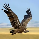 Vultures_2