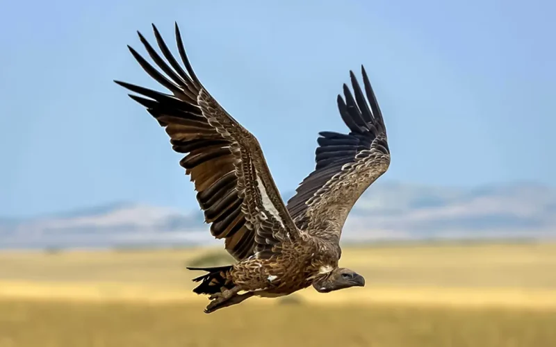 Vultures: unsung heroes of Africa’s ecosystem also contribute hundreds of millions to the economy