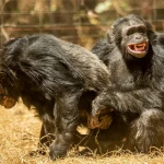 chimpanzees