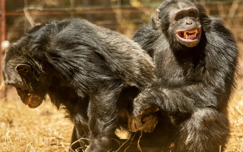 Inside the sex lives of chimpanzees: it’s about much more than just reproduction