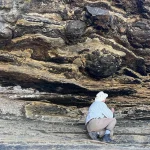 Dinosaur tracks, made 140 million years ago, have been found for the first time in South Africa’s Western Cape dinosaur tracks_1284