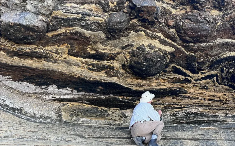 Dinosaur tracks, made 140 million years ago, have been found for the first time in South Africa’s Western Cape