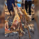 Wild meat is eaten by millions, but puts billions at risk – how to manage the trade Africa wild meat market