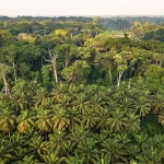 African Rainforests