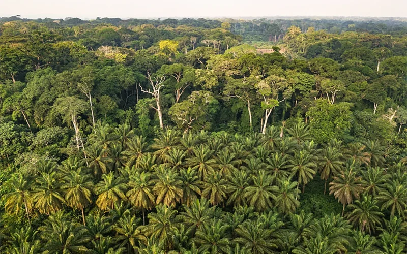 Humans lived in African rainforests 150,000 years ago, far earlier than believed – new research