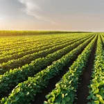 South Africa as G20 leader can take action on Africa’s food supply: 4 ways to make a difference Agriculture_lush plantation