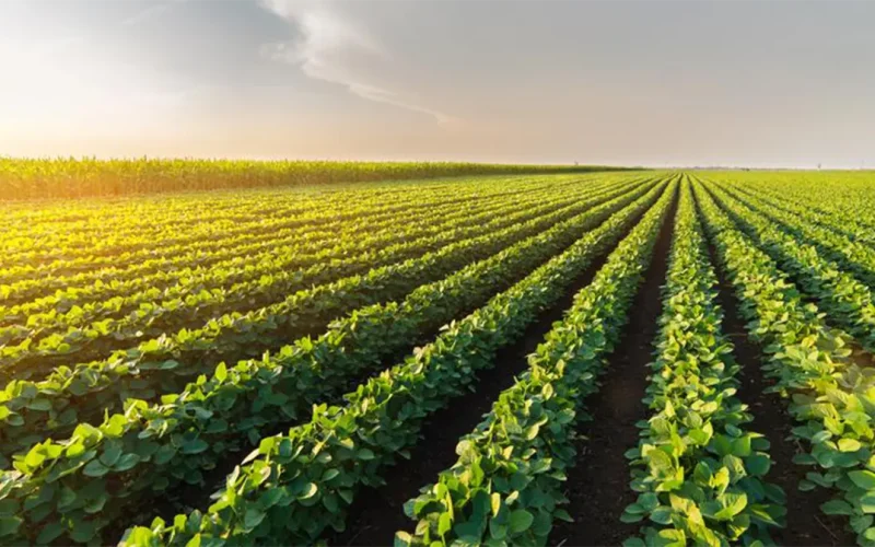 South Africa as G20 leader can take action on Africa’s food supply: 4 ways to make a difference