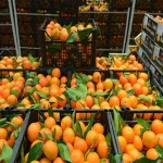 Trump’s tariff hikes and South Africa: hunt for new agricultural markets must begin now citrus exports