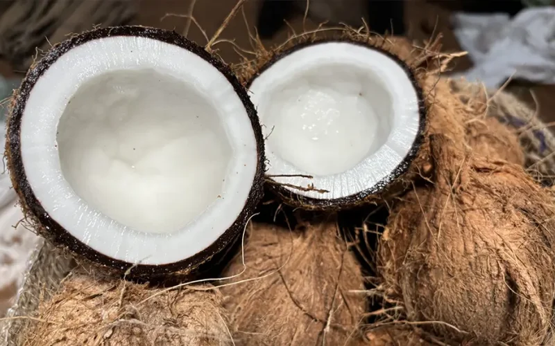 How do coconuts get their water?