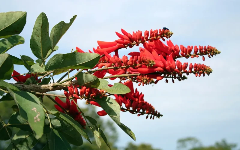 Burkina Faso and Mali’s fabulous flora: new plant life record released