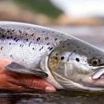Africa targets 'luxury' fish exports with pioneer salmon farming Africa_luxury_fish_exports_4
