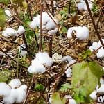 Cameroon_cotton_revival