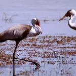 Grus carunculata_wattled crane
