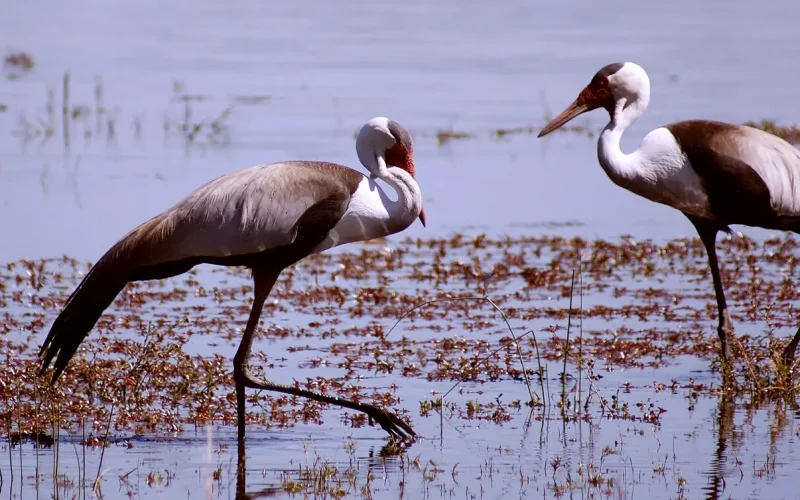 South Africa’s wattled cranes are no longer critically endangered: why the birds’ numbers are rising