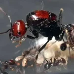 Messor cephalotes