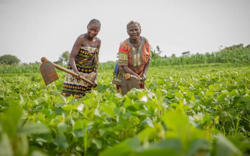 Zambia’s refugee policy encourages farmers to be self-reliant